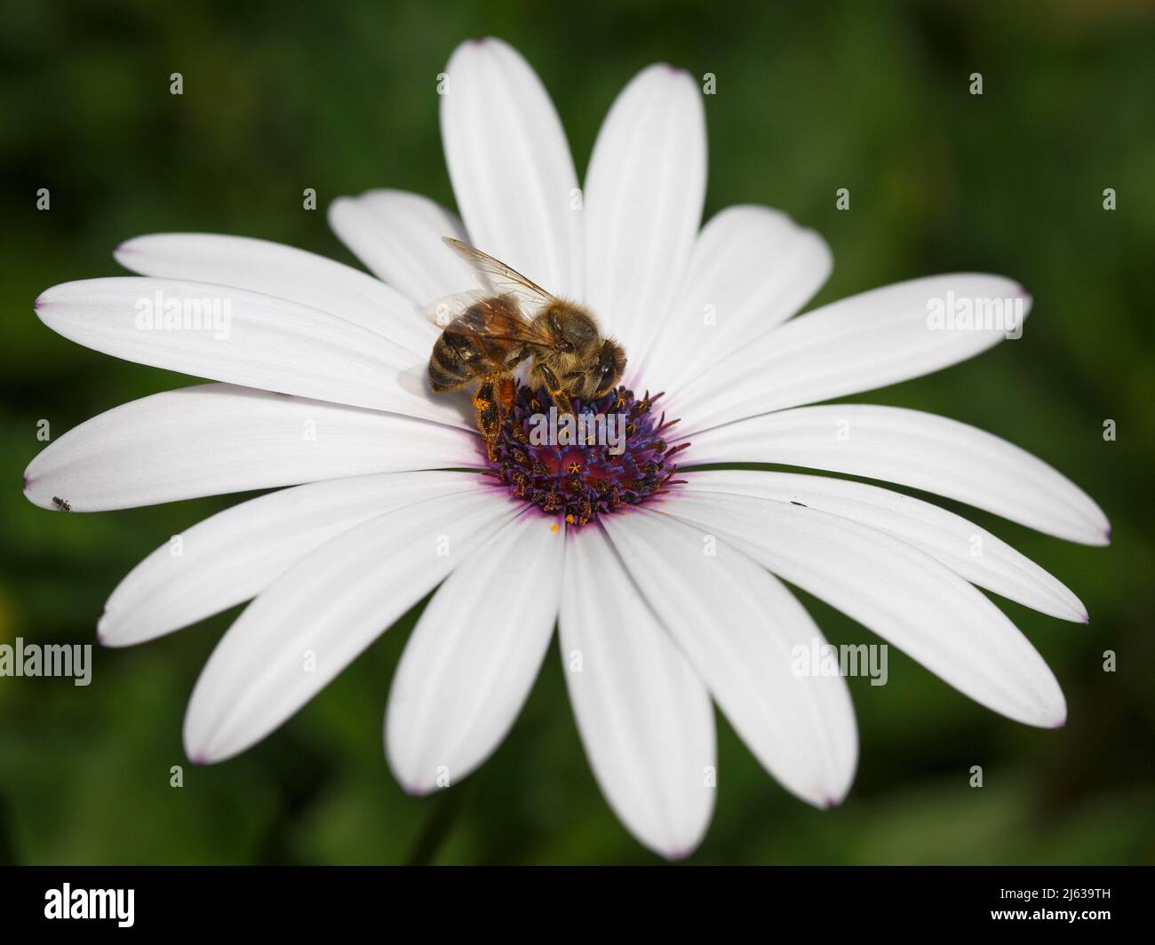 L'abeille se nourrissant sur la fleur d'Osteospermum Banque D'Images
