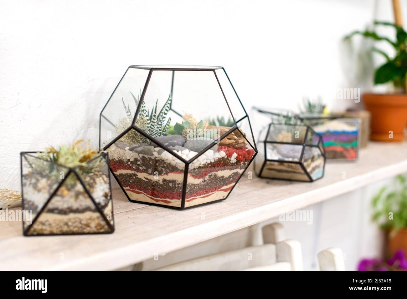 Cloche de florarium en verre fait à la main pour des plantes vertes fraîches mini succulentes à la maison. Banque D'Images