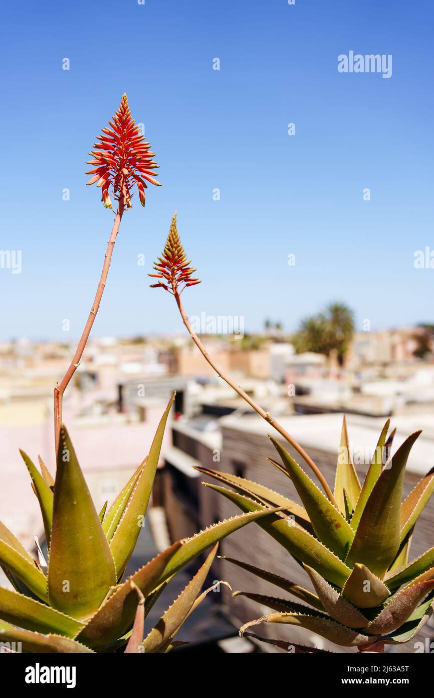 Usine de Vera d'aloès avec fleurs au Maroc, Marrakech Banque D'Images