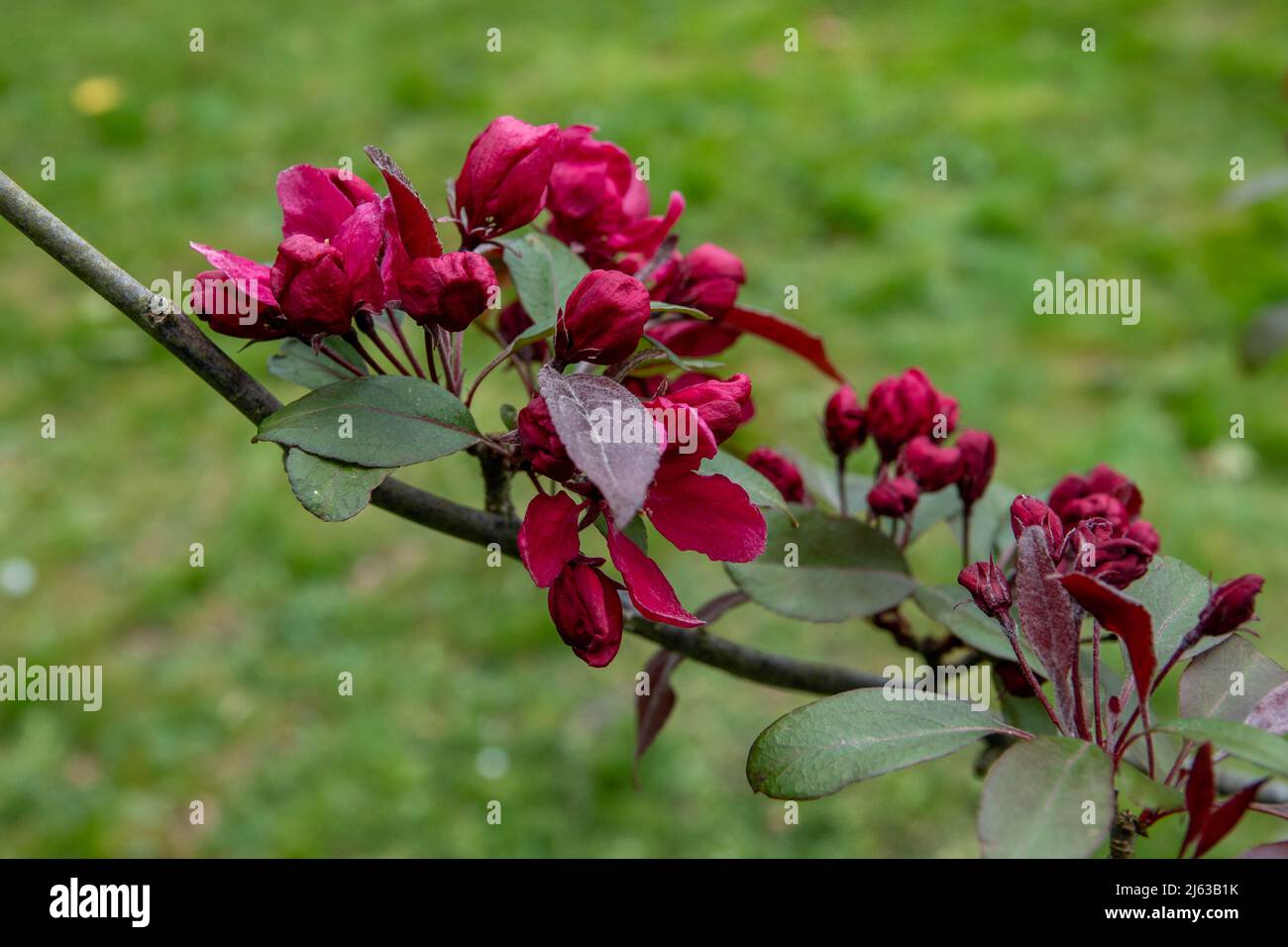 belle fleur de l'écrevisse à fleurs japenese Banque D'Images