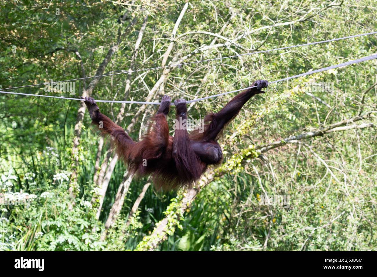 Le jeune orangutan de Bornean (Pongo pygmaeus) traverse un pont de corde avec des arbres en arrière-plan Banque D'Images
