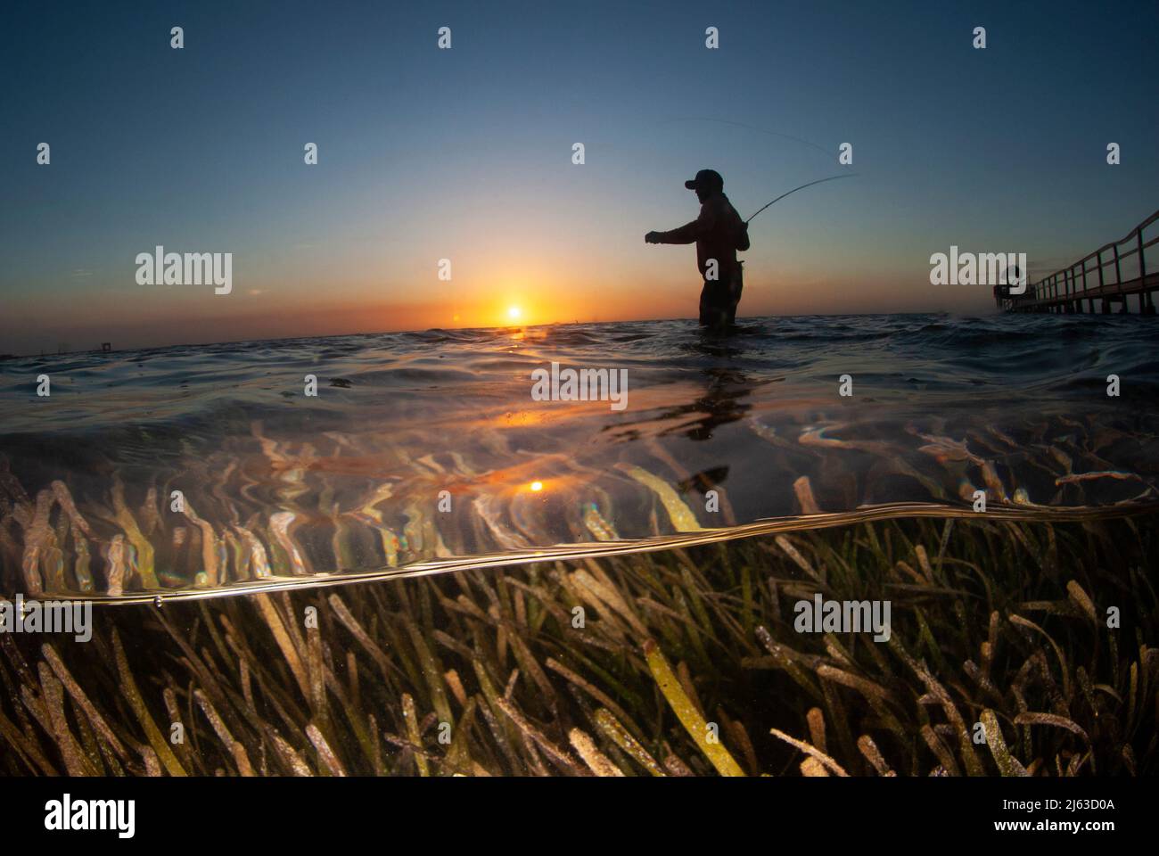 Moitié au-dessus et moitié au-dessous photo d'un pêcheur mouche casting dans le seagrass au coucher du soleil. Banque D'Images