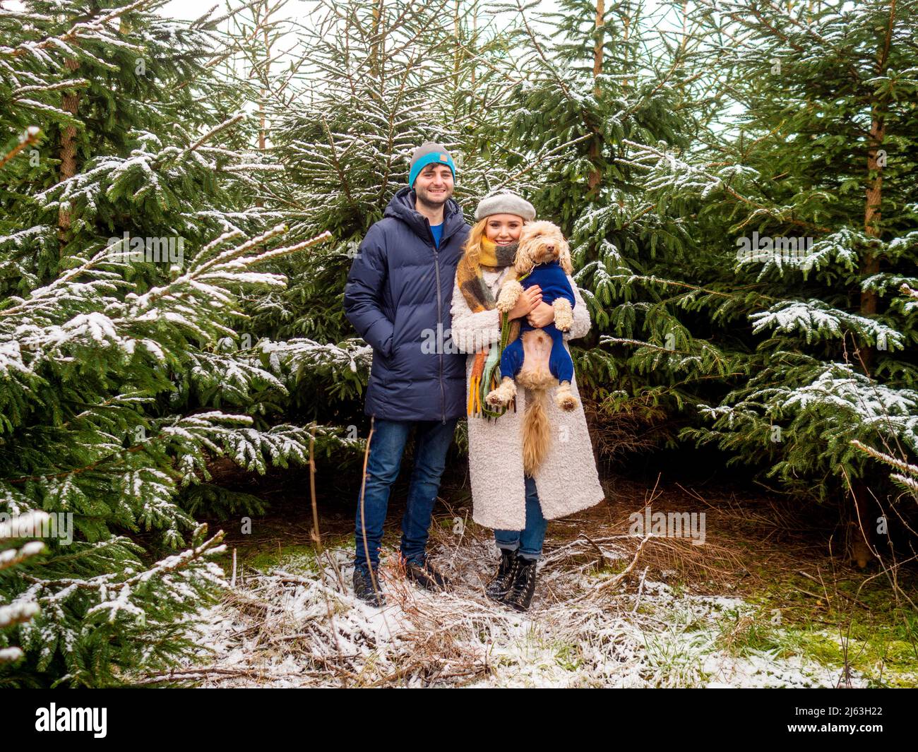 Jeune homme et femme caucasien, tenant un chien, debout devant des arbres de Noël enneigés dans une ferme d'arbres de Noël du Yorkshire du Nord. ROYAUME-UNI. Banque D'Images