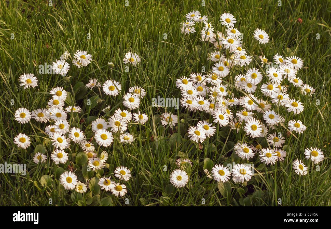Pâquerette à fleurs marguerites à fleurs. Fleurs de Marguerite Bellis perennis dans l'herbe. Banque D'Images