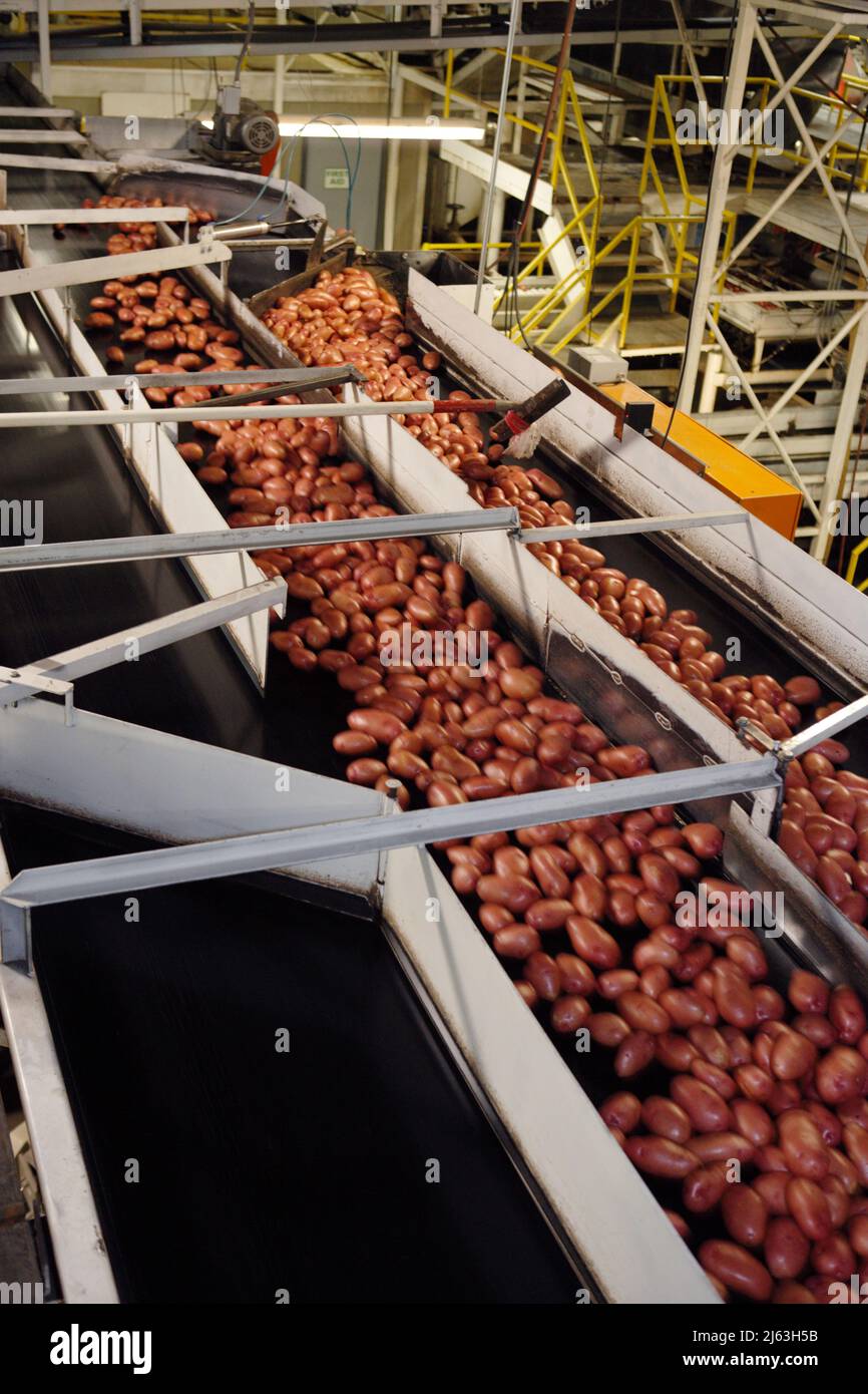 Image d'un convoyeur transportant des pommes de terre rouges dans une usine de transformation alimentaire et d'emballage frais de l'Idaho. Banque D'Images