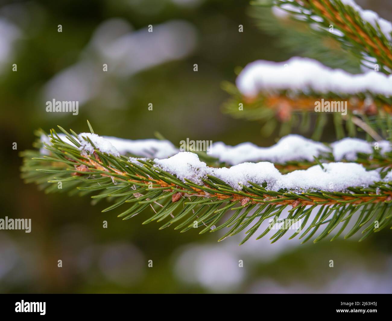 Gros plan d'un arbre de Noël branches couvertes de neige. Banque D'Images