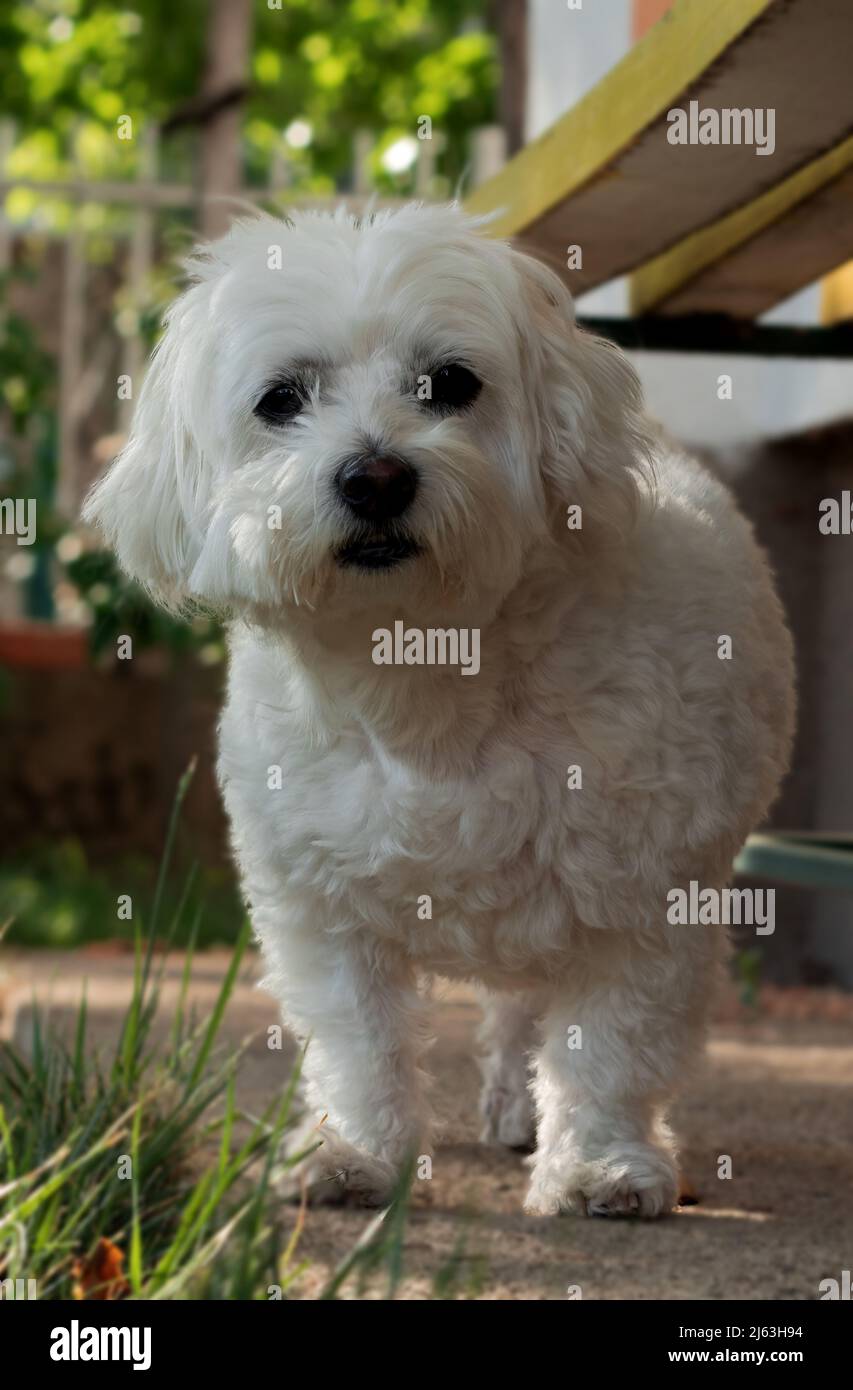 Un joli chien maltais dans la cour. Chien blanc. Banque D'Images