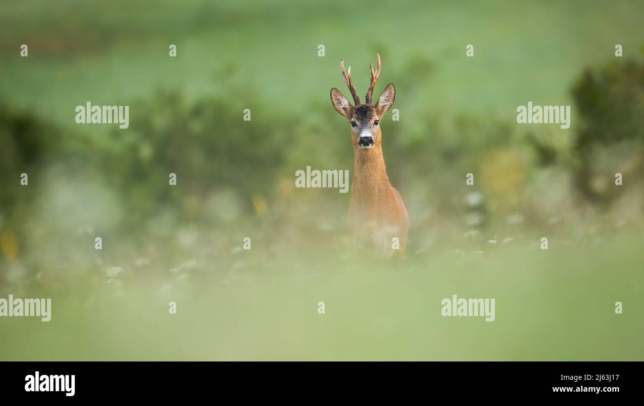 Chevreuil mâle regardant dans la caméra dans la nature verte d'été avec  espace de copie Photo Stock - Alamy