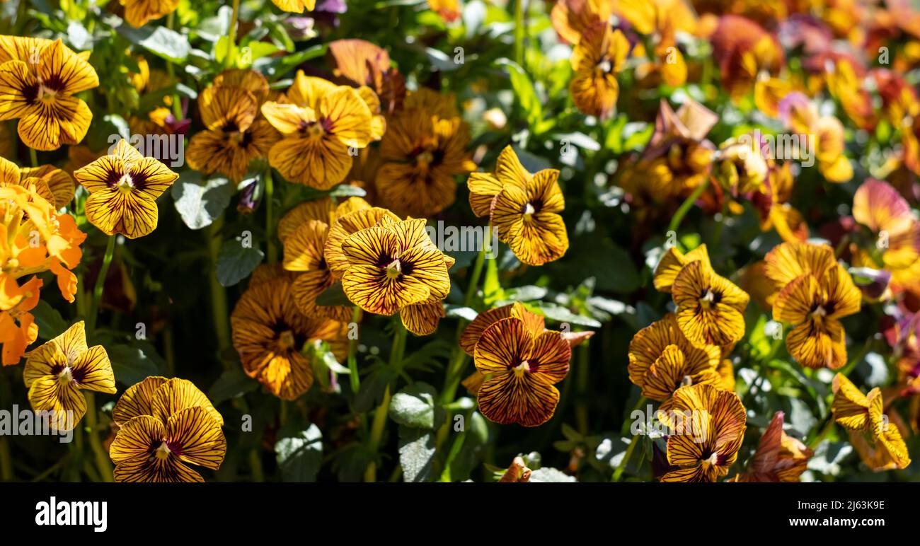 Pot de fleurs en terre cuite rempli de fleurs de violons jaunes et ambrées par le nom de Tiger Eye. Photographié au RHS Wisley Garden, Surrey, Royaume-Uni Banque D'Images