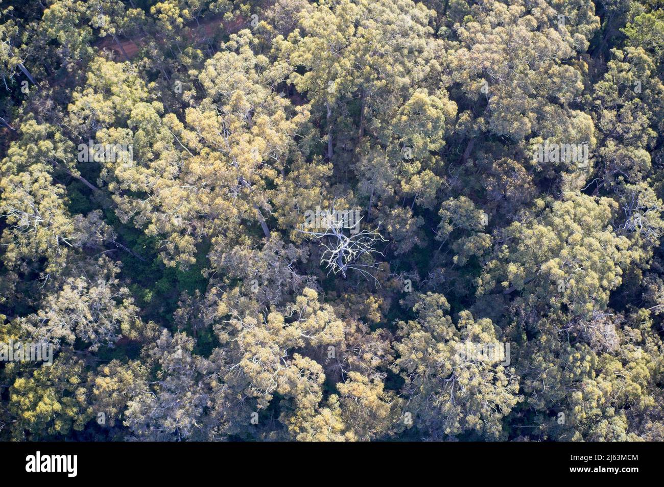 Champ de vision de drone de la forêt d'en haut formant des modèles dans la nature avec arbre mort au centre en Australie occidentale. Banque D'Images