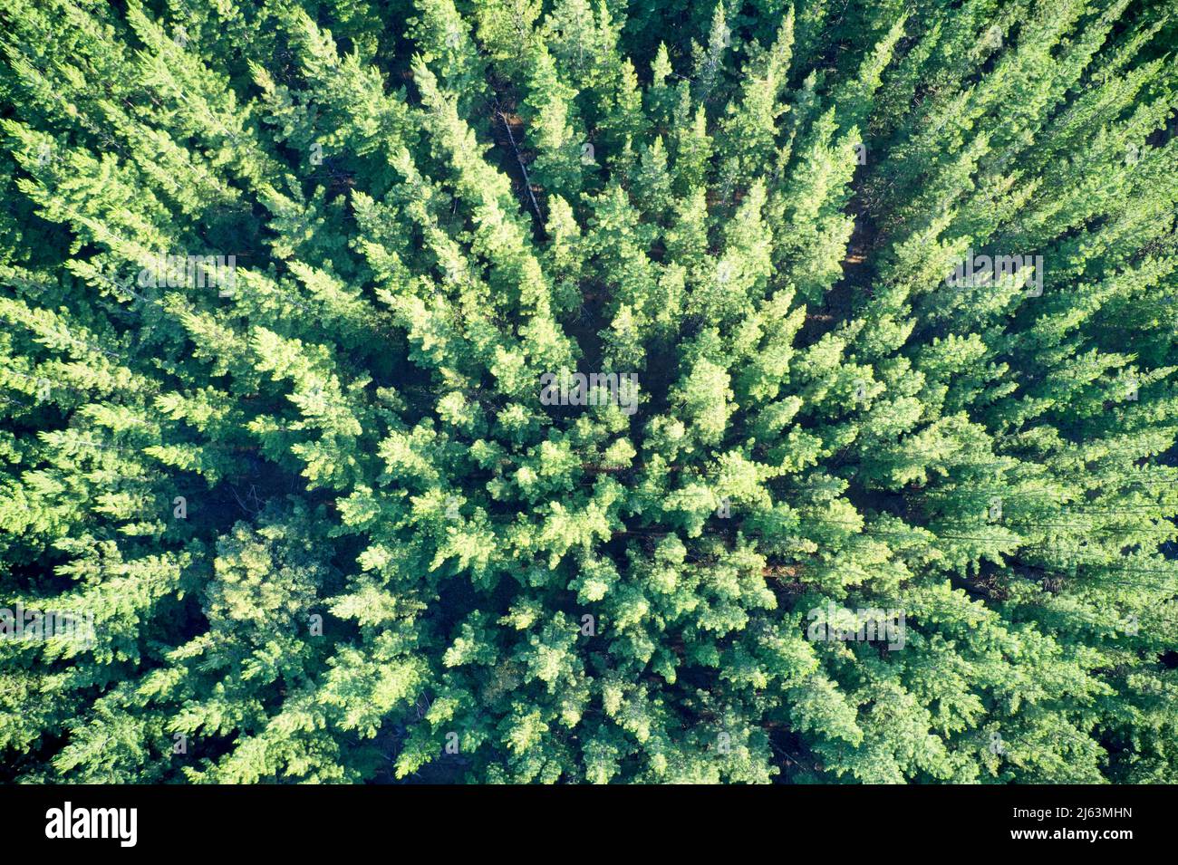 Champ de vision de drone des plantations de pins formant des patrons dans la nature et des milieux abstraits en Australie occidentale. Banque D'Images
