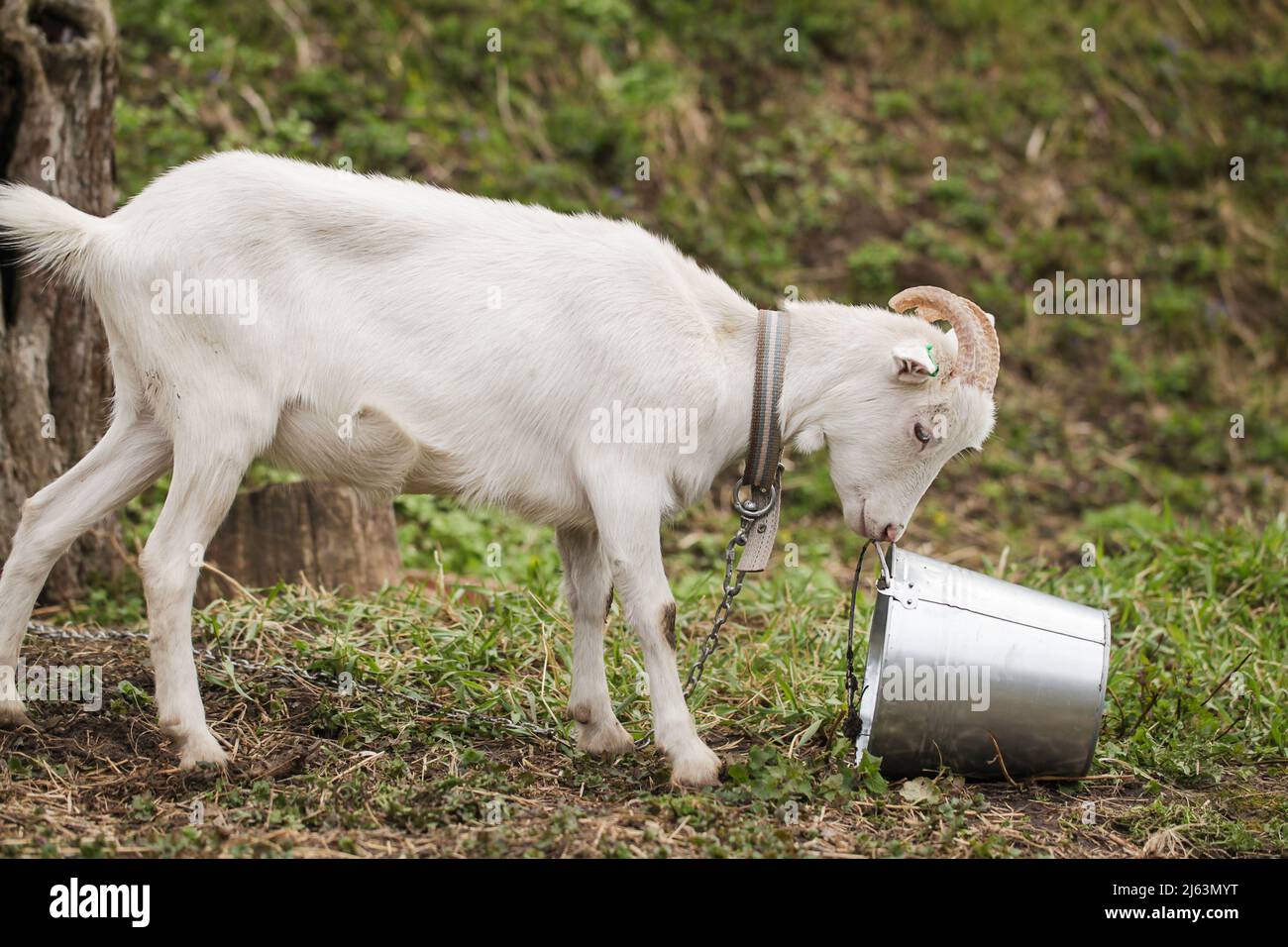 Seau de chèvre renversé pour l'eau. Chèvre et seau d'eau Banque D'Images
