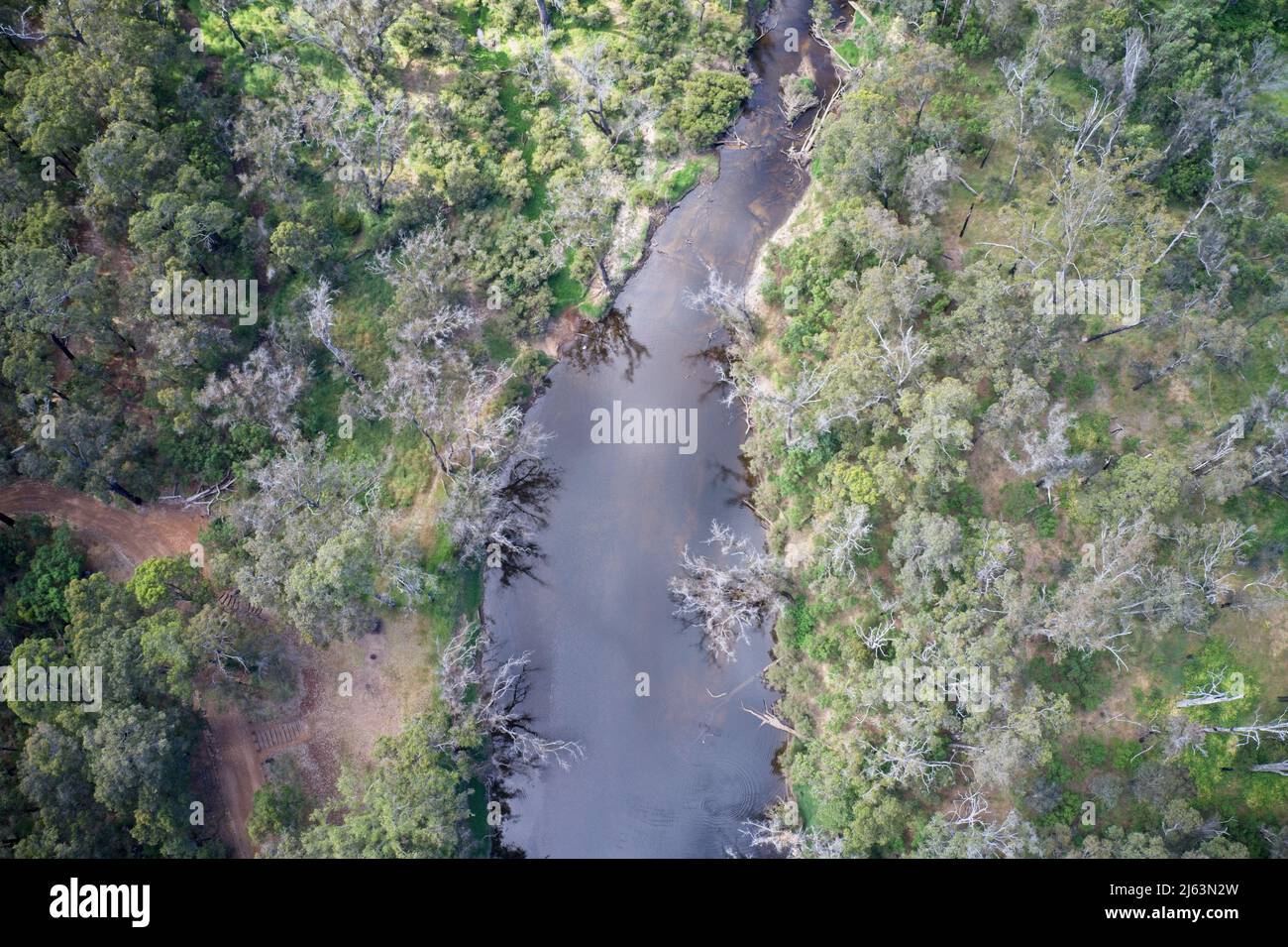Champ de vision de drone d'un pin avec rivière traversant le milieu de la forêt en Australie occidentale. Banque D'Images