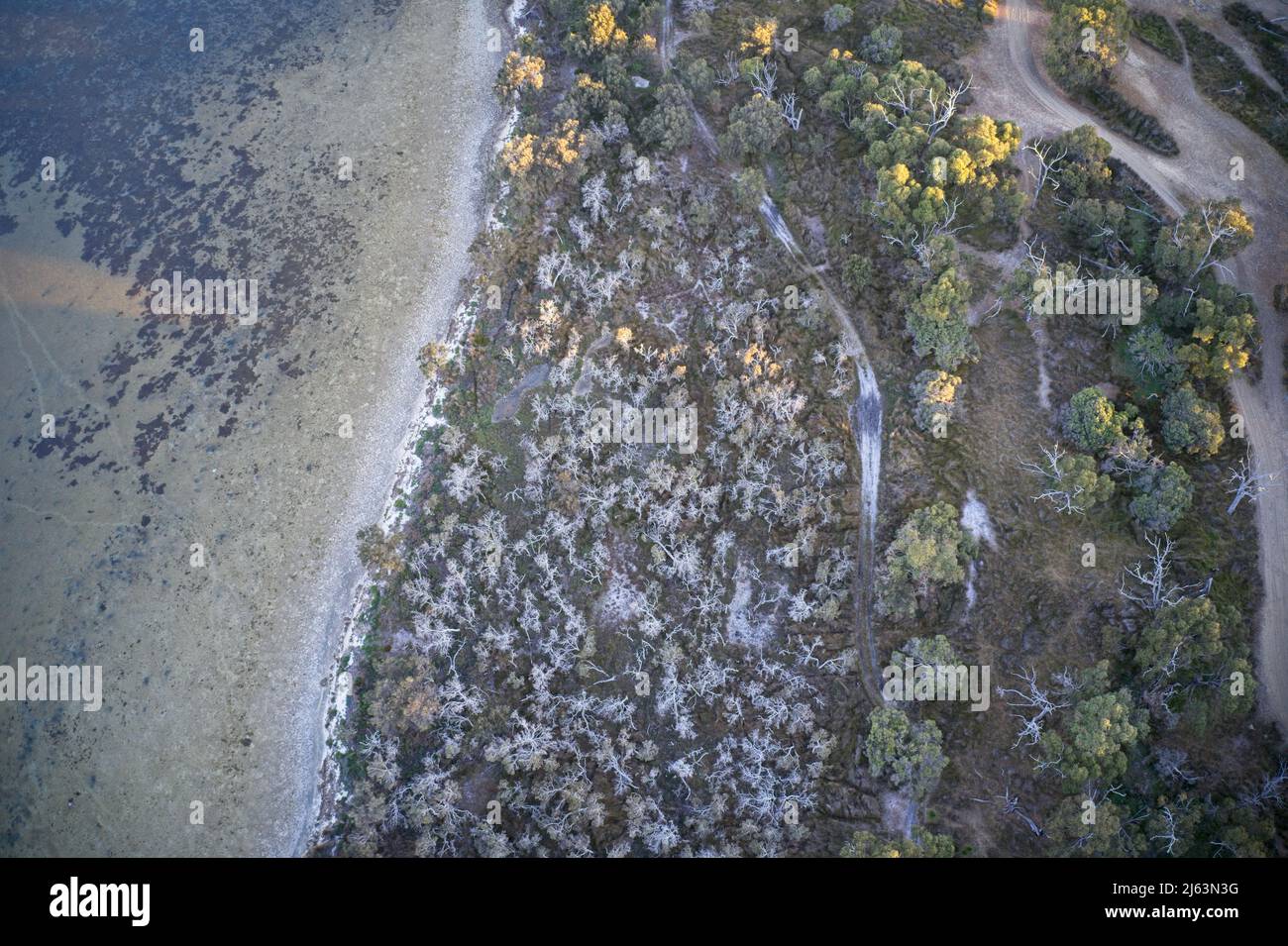 Vue aérienne de la passerelle à travers le parc formant des modèles dans la nature, Australie occidentale. Banque D'Images
