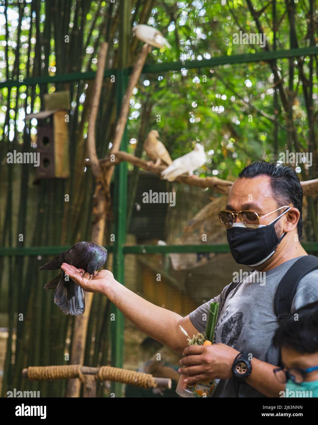 Pigeon manger de la main d'un homme. Banque D'Images