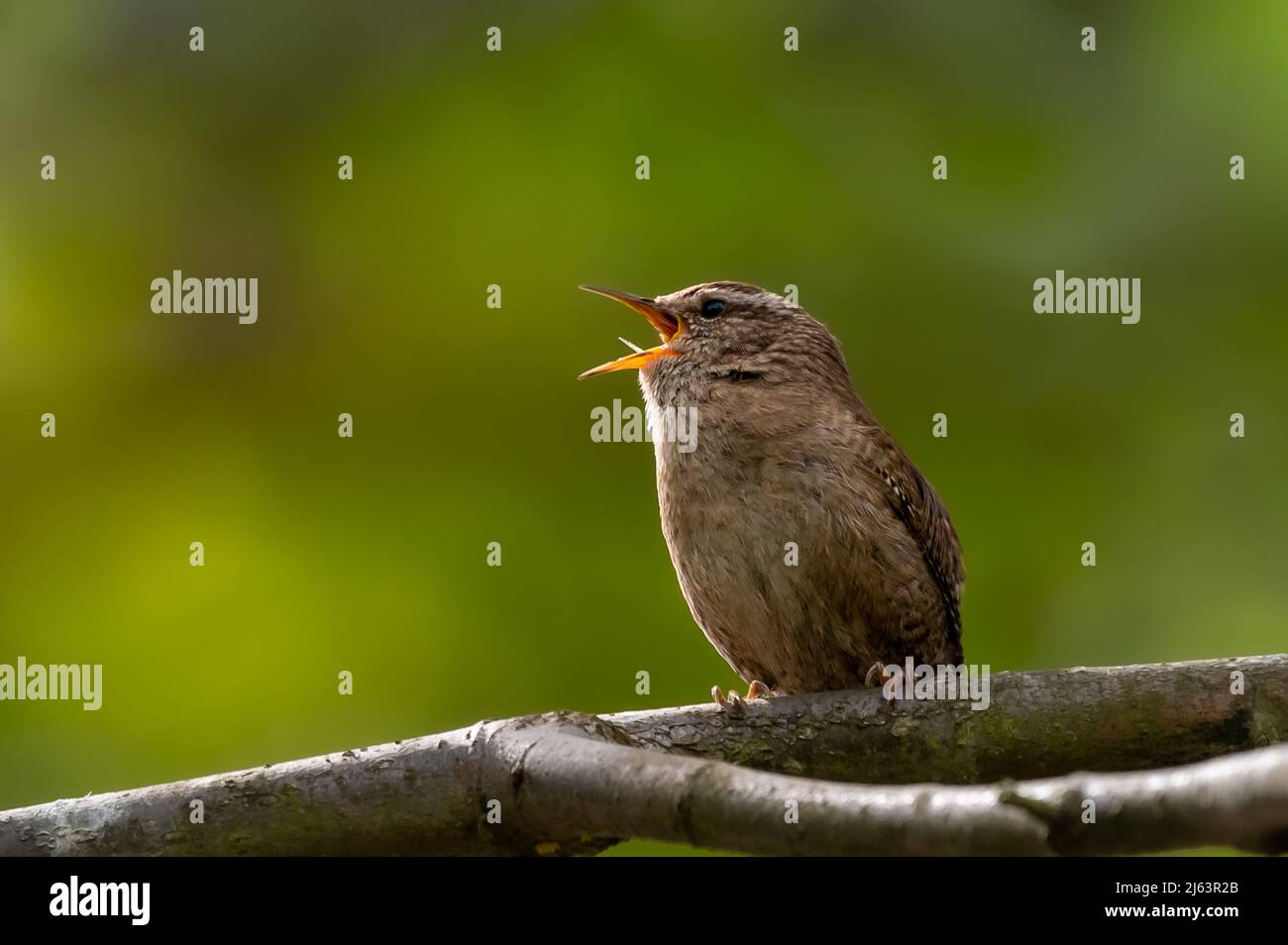 Wren d'oiseaux sauvages, troglodytes troglodytes, perchés sur une branche d'arbre chantant Banque D'Images