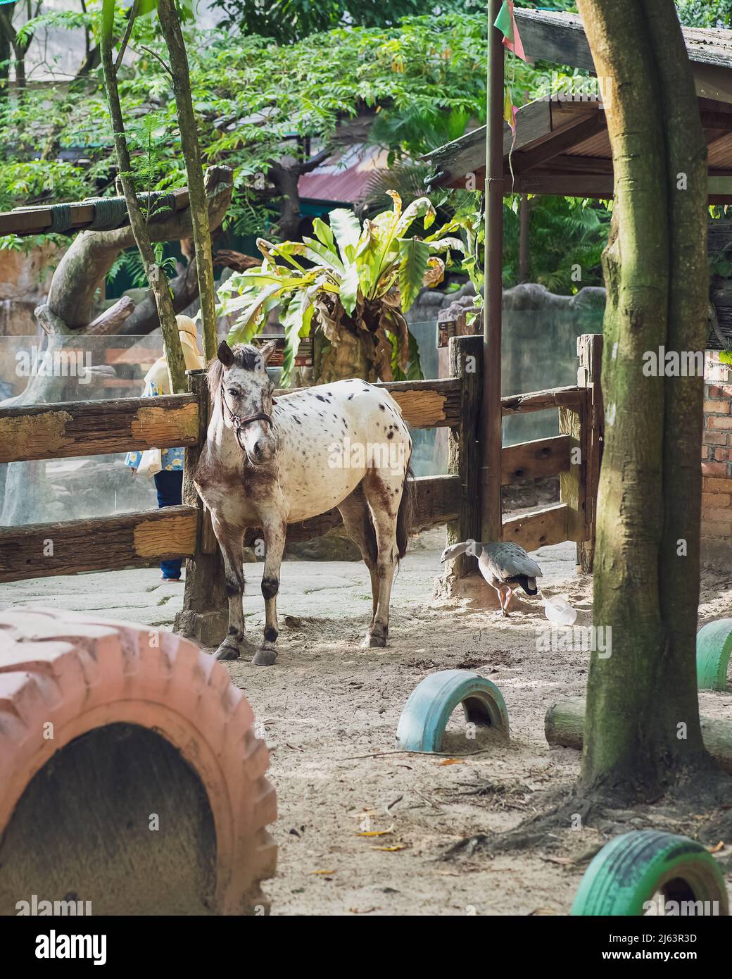Un cheval au ranch. Banque D'Images