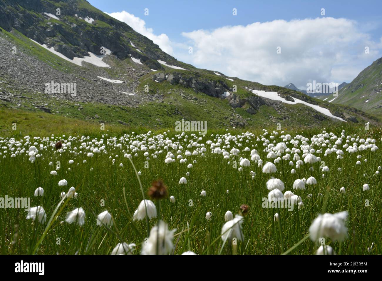 pâturage de montagne ressemblant à un champ de coton dans les montagnes. Foto Shoot à Surselva, Suisse. Banque D'Images