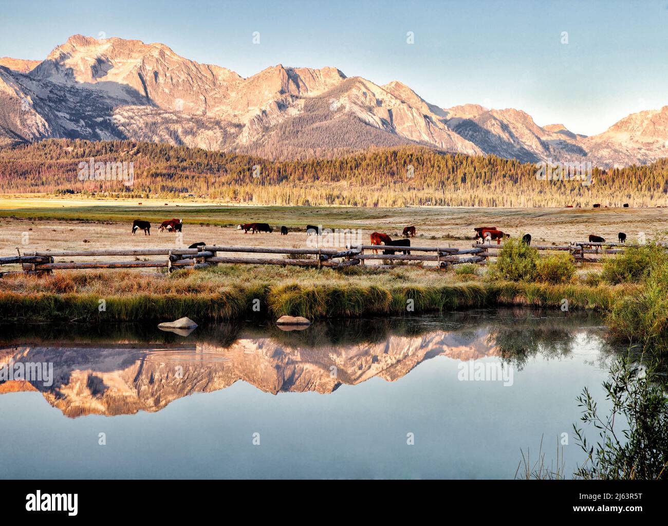 Hereford et angus broutage dans un ranch de montagne. Banque D'Images