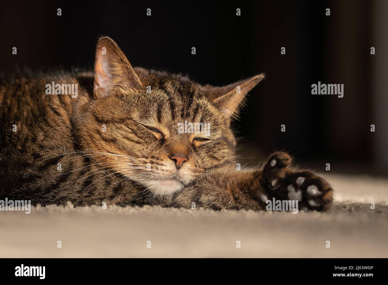 Adulte tabby chat, paw mitten, dormir dans la lumière du matin Banque D'Images