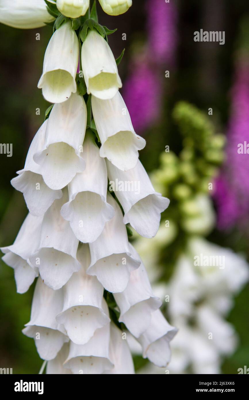 Gros plan photographie verticale de fleurs de renfgant blanc (Digitalis) en fleur avec un arrière-plan de mise au point douce. Banque D'Images