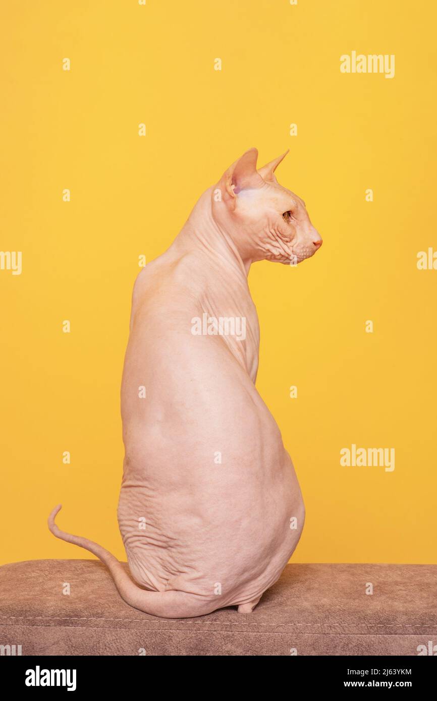 Chat chauve sur un canapé beige. Chat Sphinx sur fond jaune. Banque D'Images