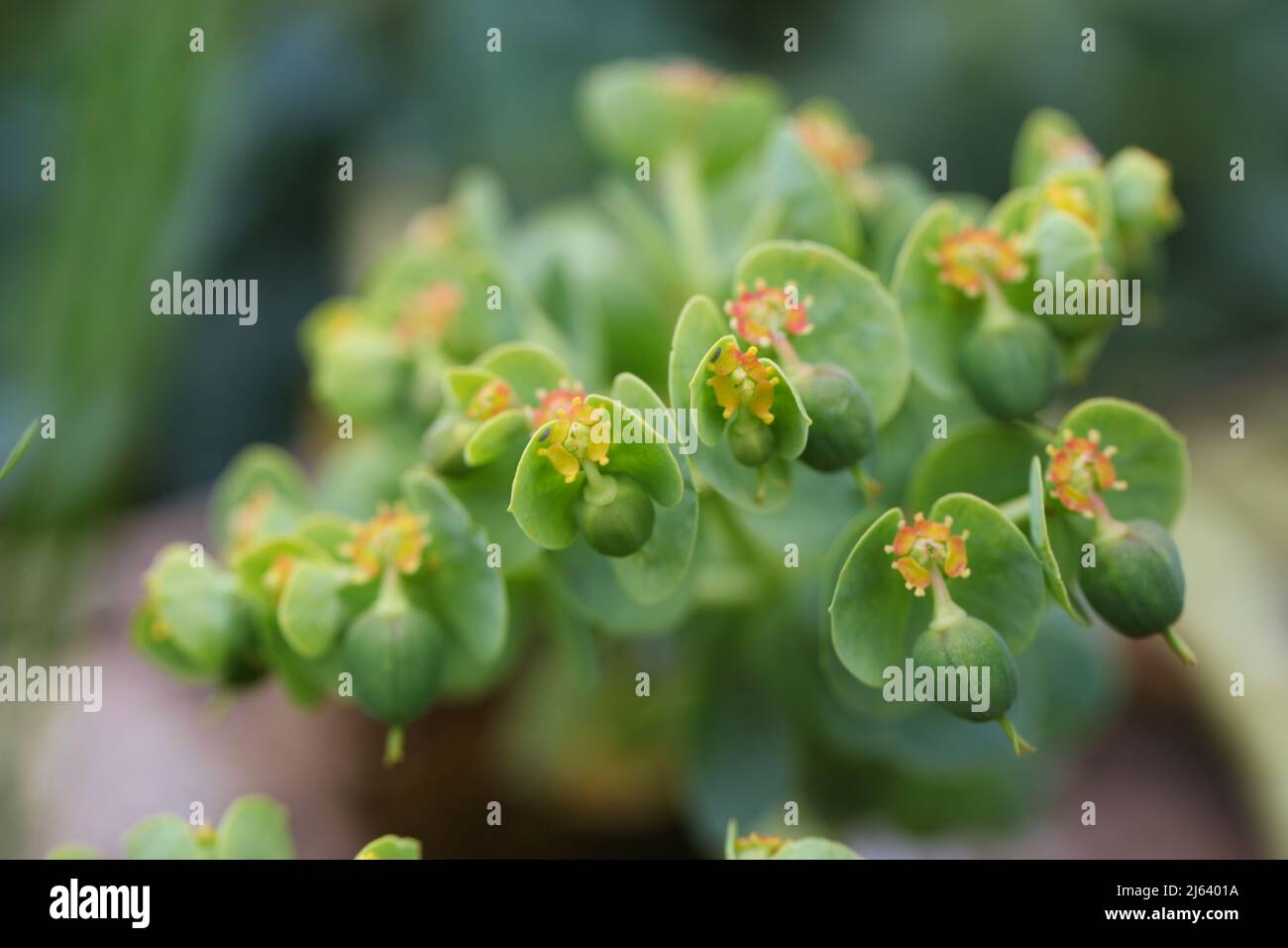 Macro Abstract of Myrtle Spurge Plant , Euphorbia cacias subsp. Wulfenii Banque D'Images