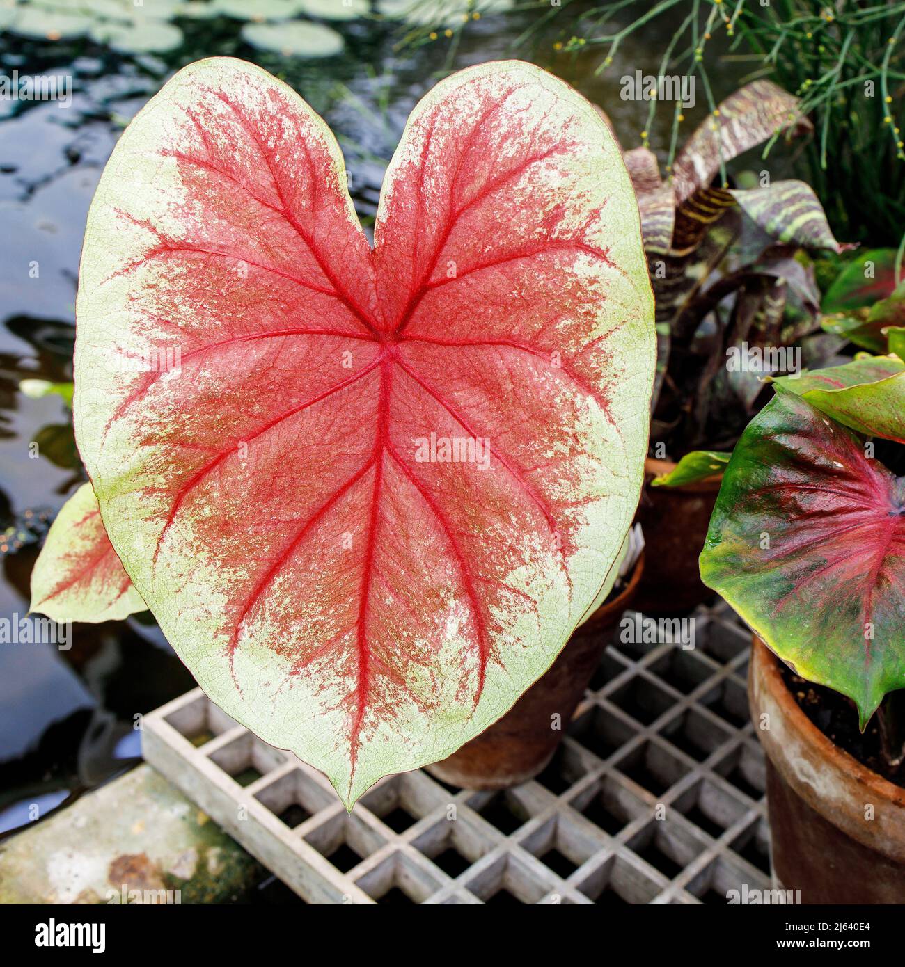 Le Caladium est un genre de plantes à fleurs de la famille des Araceae. Ils sont souvent connus par le nom commun oreille d'éléphant, coeur de Jésus, et ailes d'ange. Banque D'Images