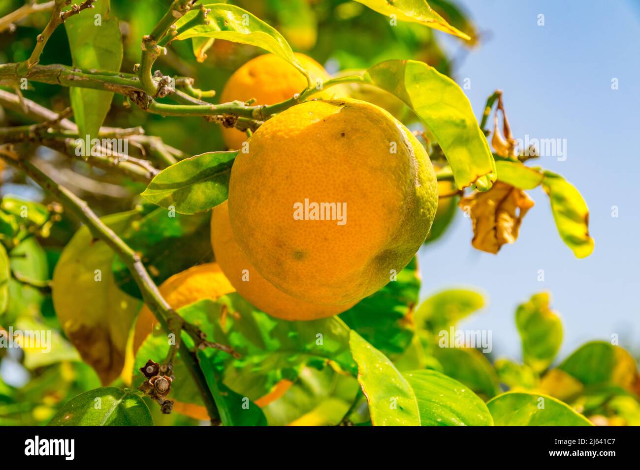 Fruit mandarin sur un arbre. Mandarin mûrissant. Banque D'Images