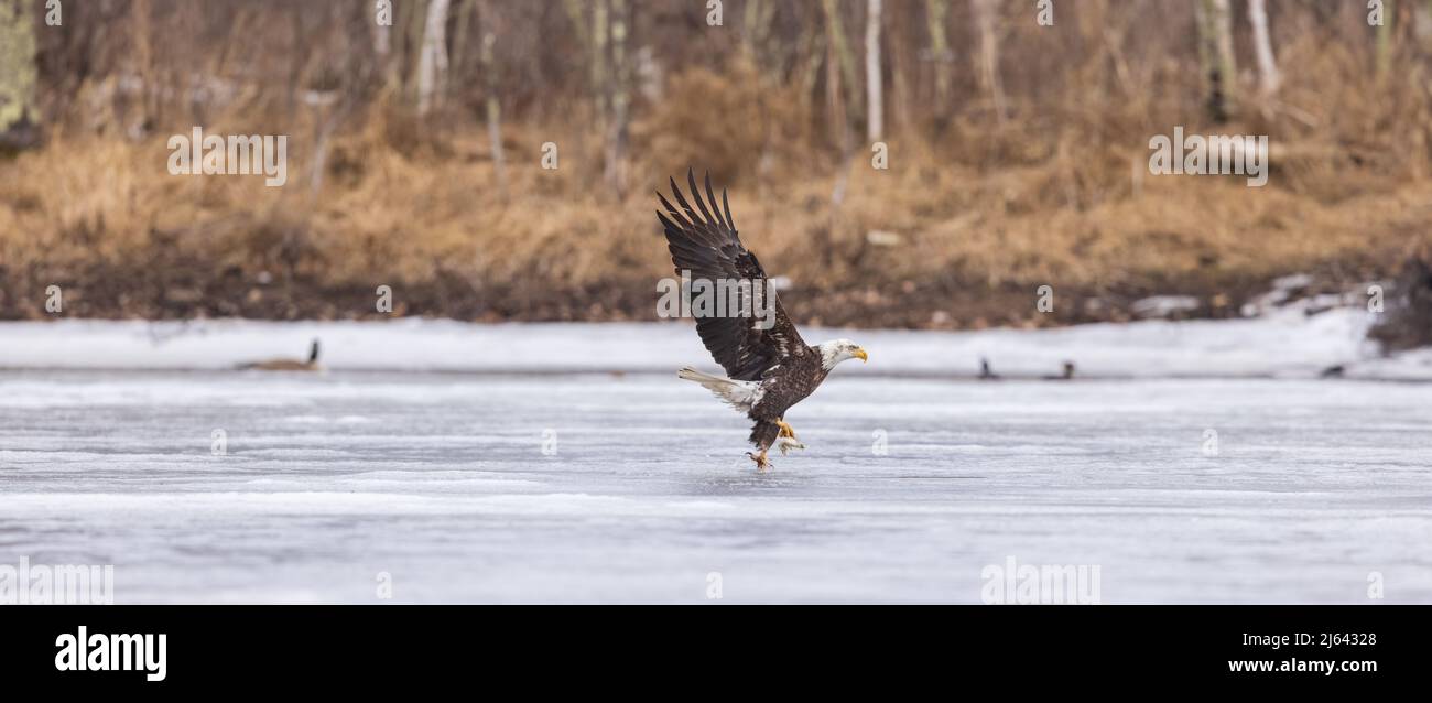 Aigle à tête blanche dans le nord du Wisconsin. Banque D'Images
