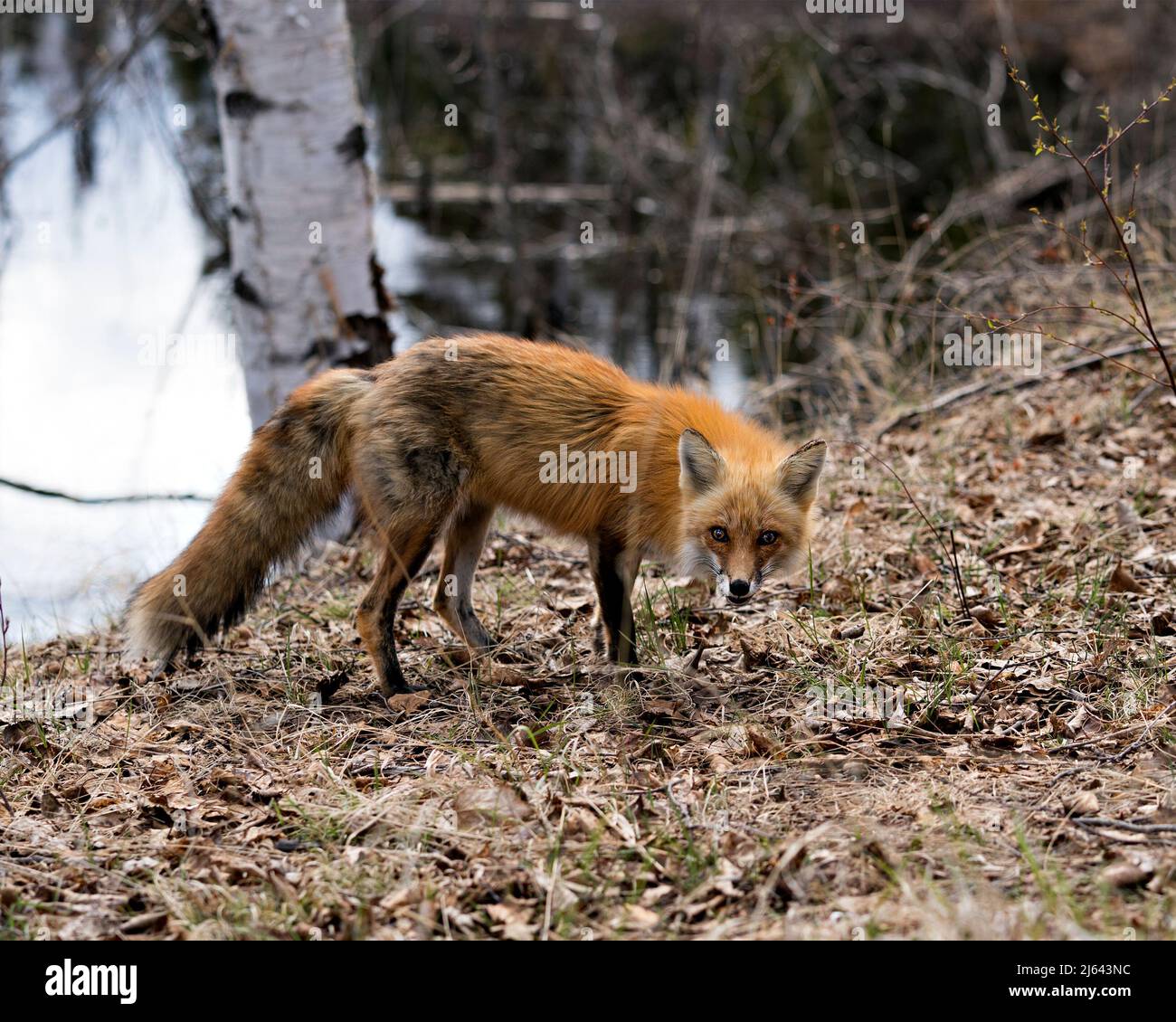 Renard roux profil rapproché vue latérale debout au bord de l'eau avec un fond de bouleau et de l'eau dans son environnement dans la forêt. Fox image Banque D'Images