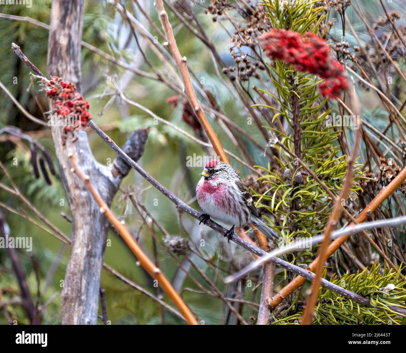 Vue en gros plan du sondage rouge, perchée sur une branche avec un arrière-plan de forêt flou dans son environnement et son habitat environnant. Photo et image de Finch. Banque D'Images