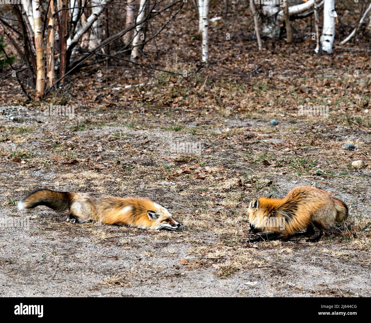 Couple de renards rouges en interaction avec les arbres de bouleau arrière-plan au printemps affichant la queue de renard, la fourrure, dans leur environnement et leur habitat . Photo de renard. Banque D'Images