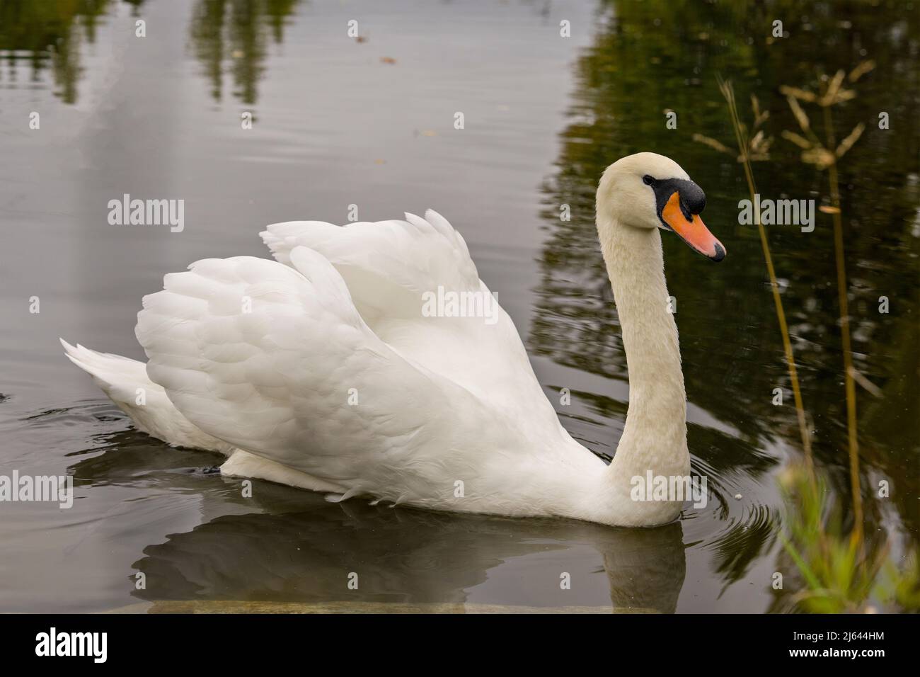 Swan Mute oiseau nageant avec des ailes blanches étendues avec fond d'eau dans son environnement et son habitat environnant.Portrait.Image. Banque D'Images