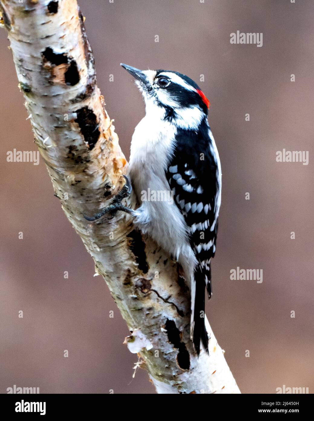 Woodpecker mâle vue de profil en gros plan perchée sur une branche d'arbre avec un arrière-plan flou dans son environnement et son habitat. Image. Image. Portrait. Banque D'Images