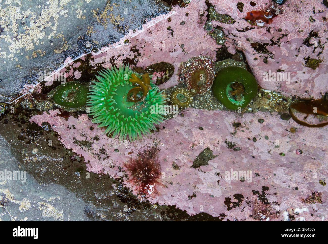 Un anémone géant de la mer verte (Anthopleura xanthogrammica) avec des tentacules de couleur vive dans une piscine à marée colorée par des algues Corallines roses à la plage du Rialto. Banque D'Images