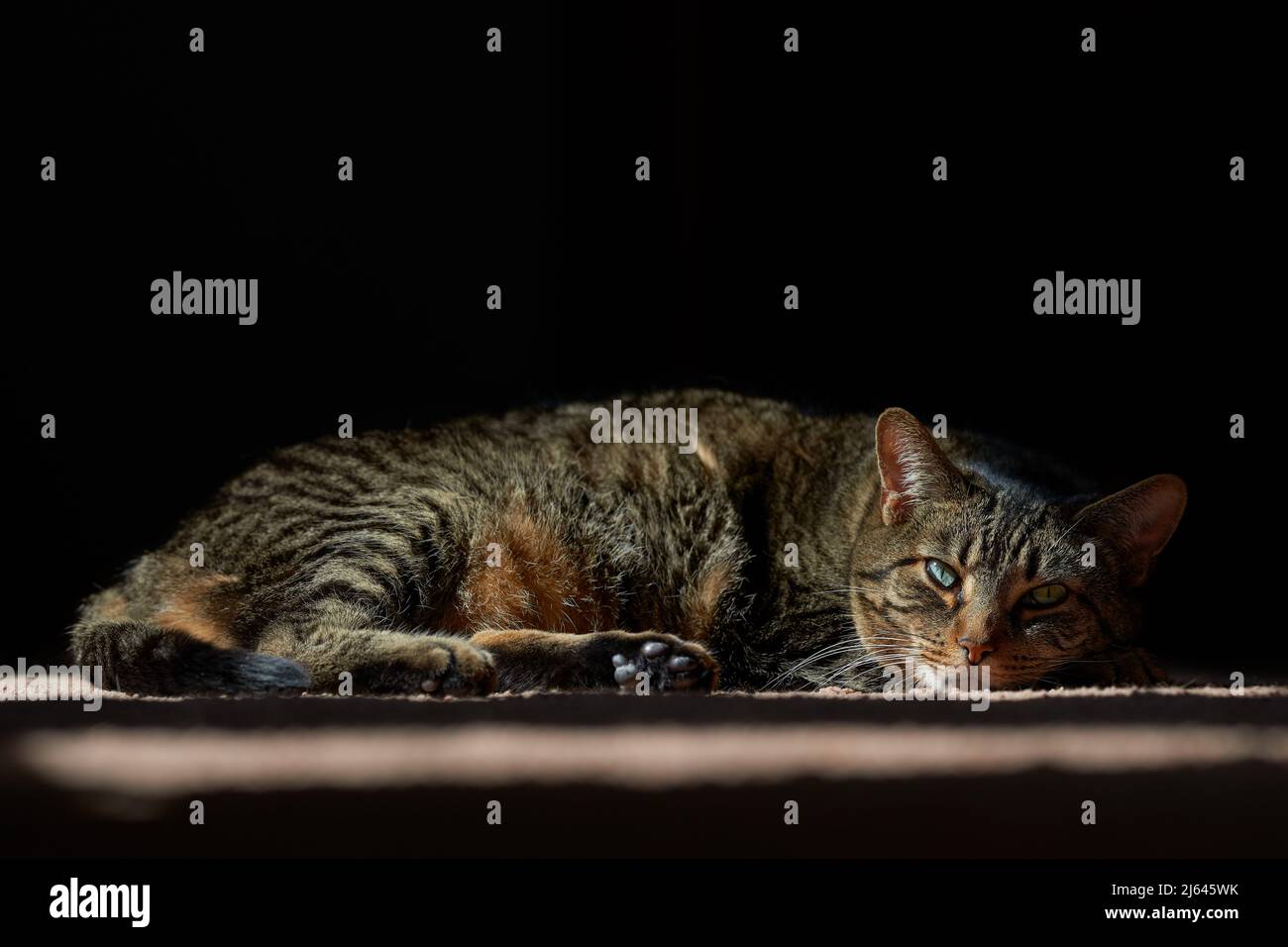 Tabby chat dormant dans une piscine de lumière du soleil Banque D'Images