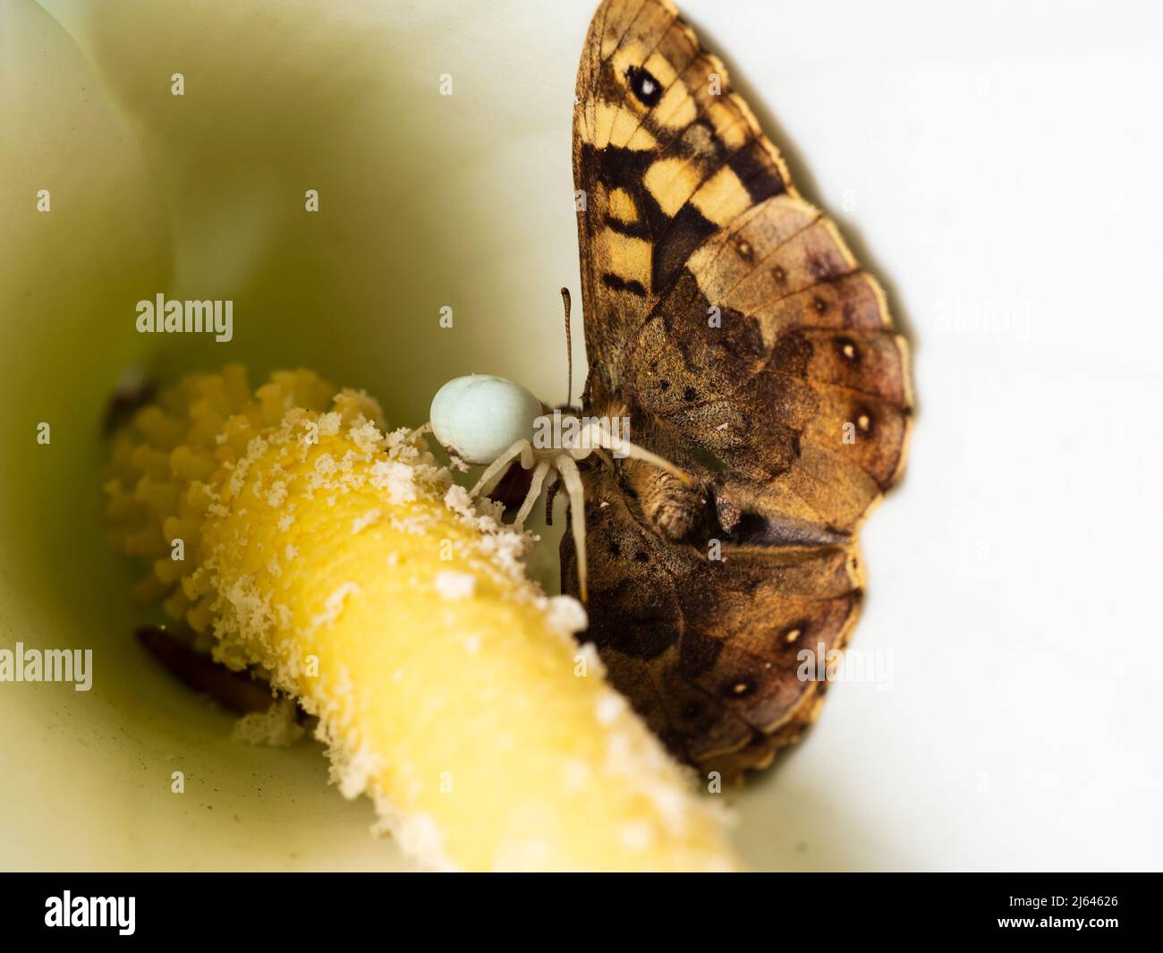 L'araignée de crabe britannique, Misumena vatia, avec le papillon en bois de speckeld capturé, Pararge aegeria, dans la sphèe de fleur d'un nénuphars, Zantedeschia aethiopica Banque D'Images