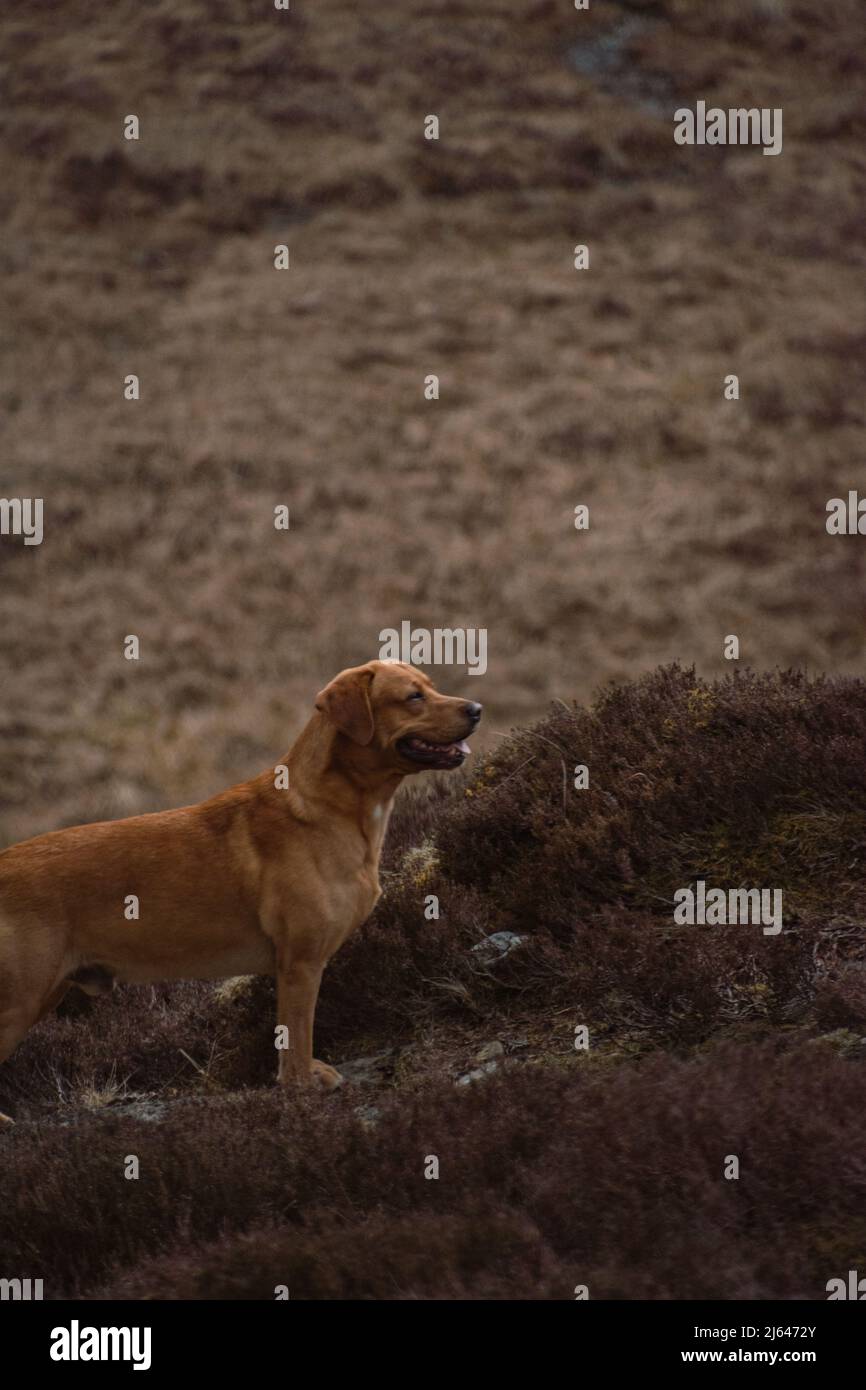 Golden Labrador souriant sur la ridgeline des haystacks dans le parc national de Lake District, Cumbria, Angleterre, Royaume-Uni Banque D'Images