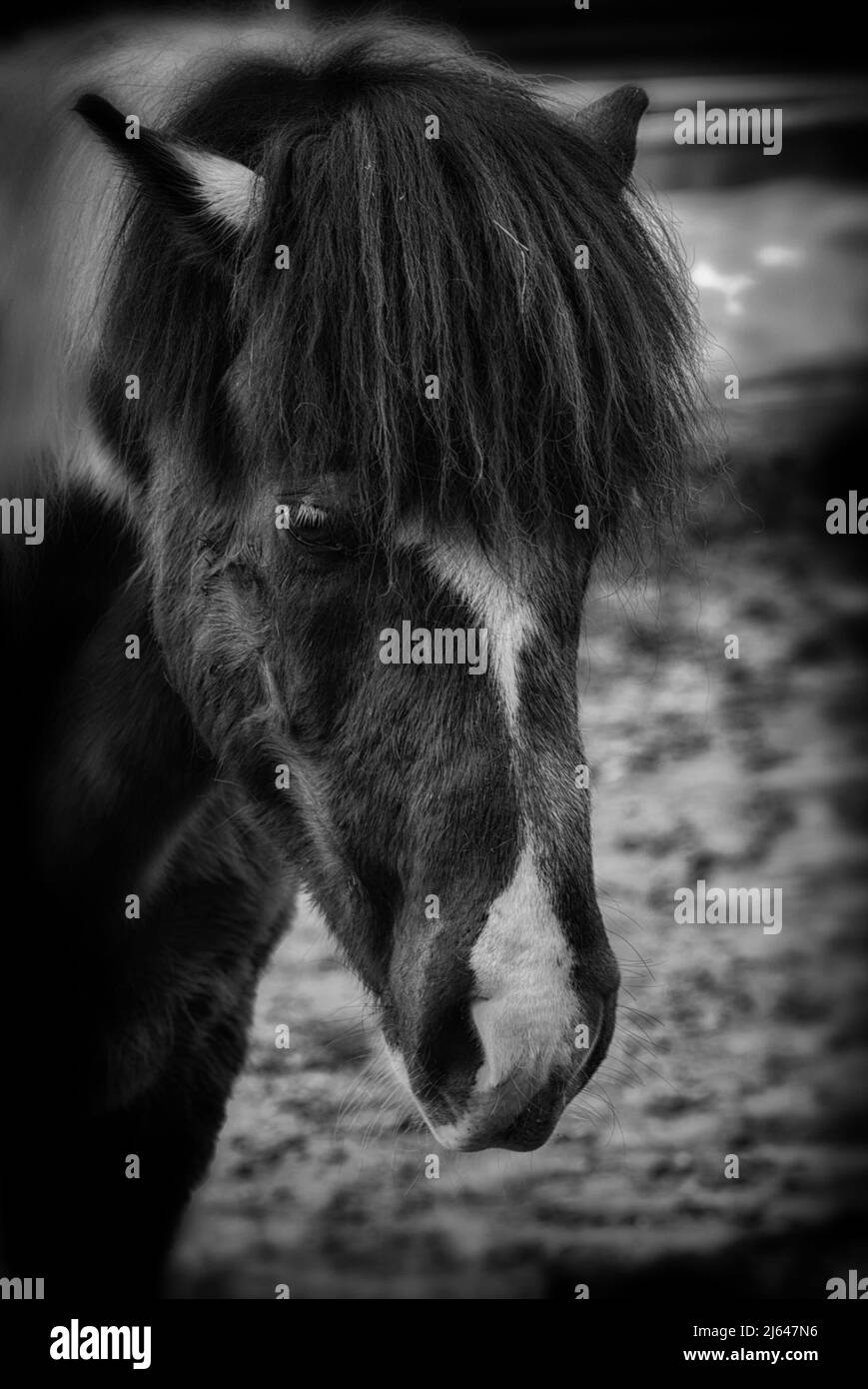 Cheval islandais Banque D'Images