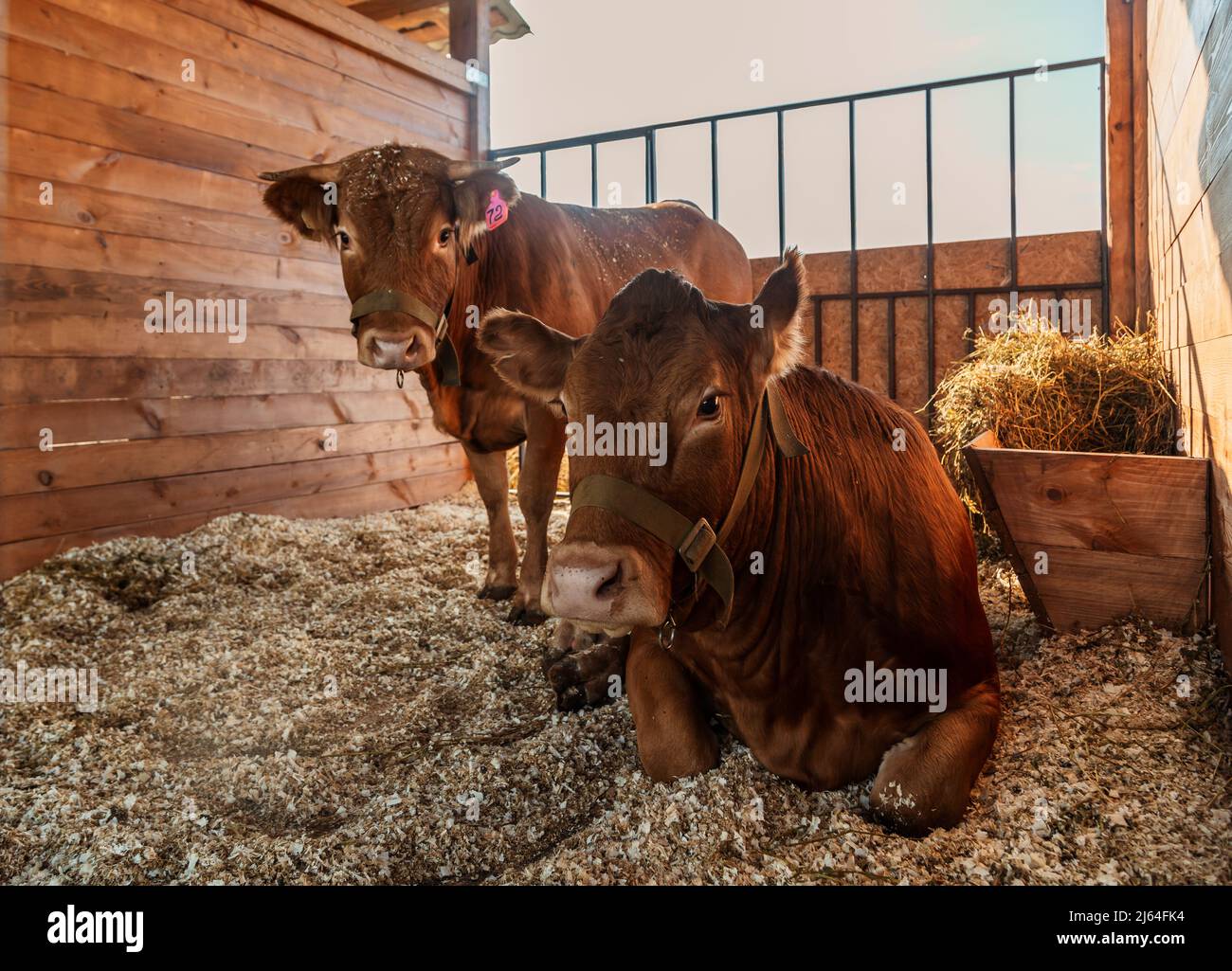 Veau vache rouge animal enfant ferme agriculture Banque D'Images