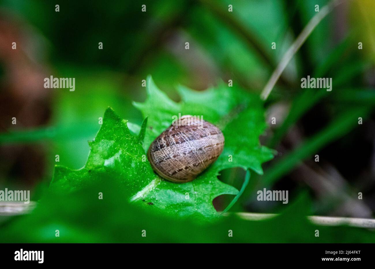 Gros plan d'un escargot terrestre Banque D'Images