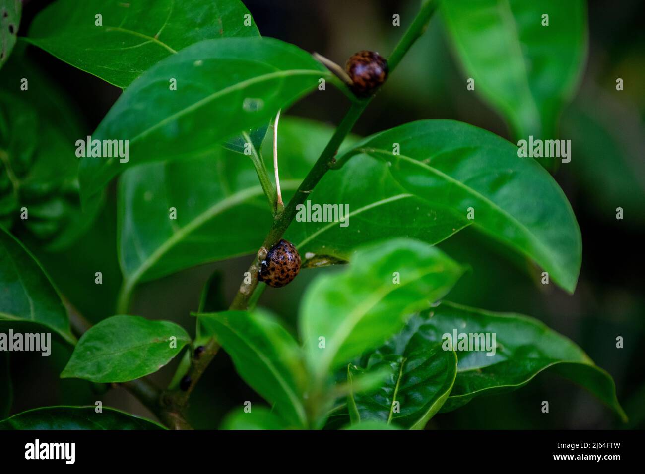 Gros plan des larves de coccinelles sur la tige verte de la plante Banque D'Images