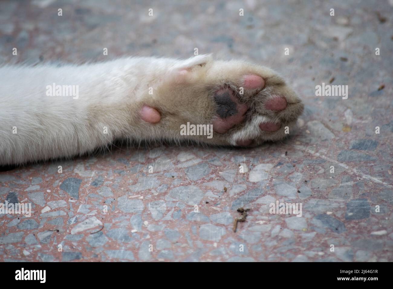 Gros plan sur les patins à pattes Cat sur le sol en pierre Banque D'Images