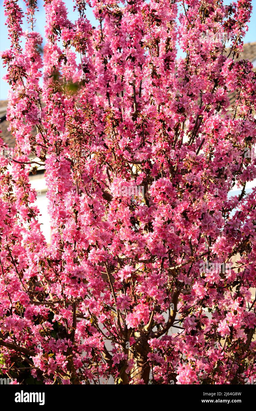 Pommier à fleurs roses contre un ciel bleu Banque D'Images