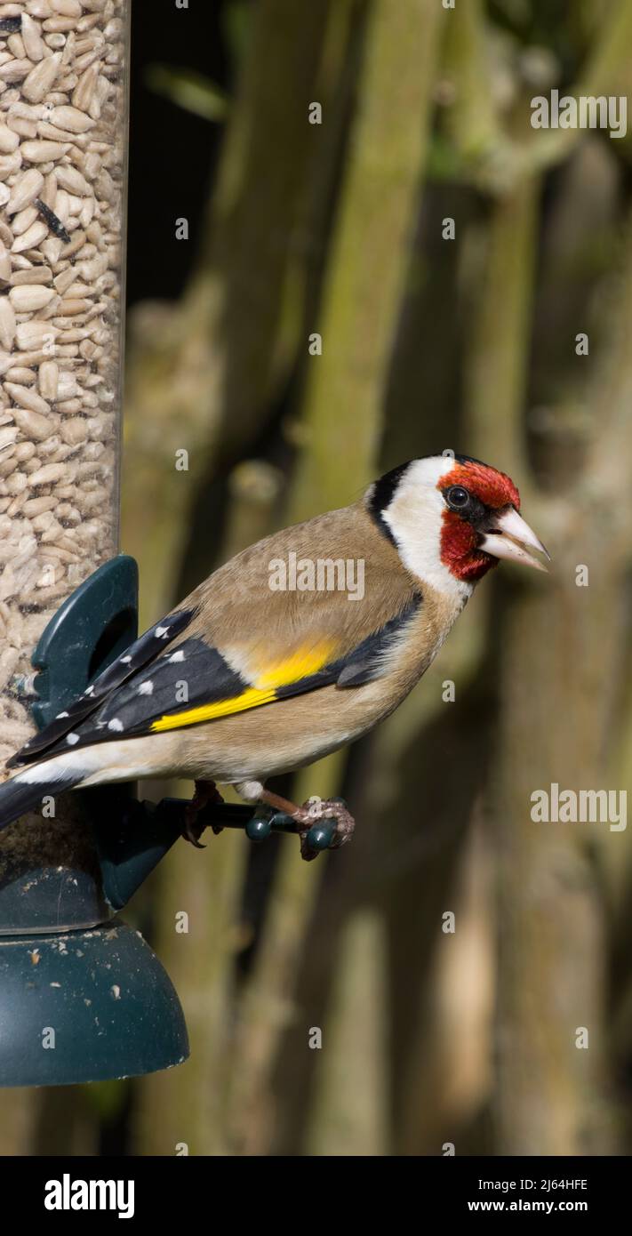 Carduelis Carduelis Banque D'Images