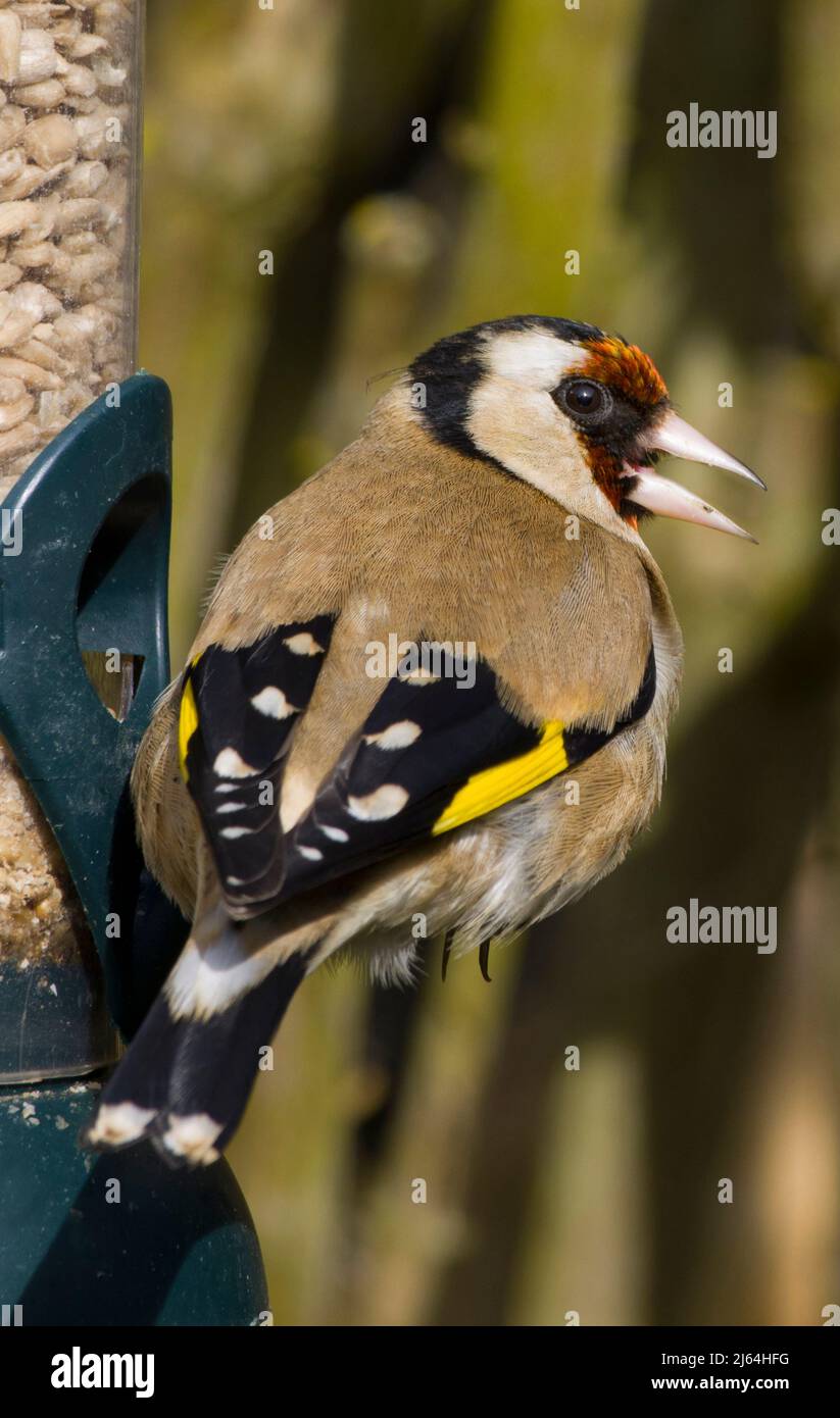 Eurasie Goldfinch Carduelis Carduelis vue arrière montrant les ailes Banque D'Images