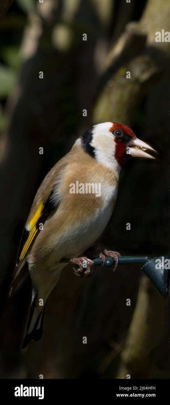 Carduelis Carduelis Banque D'Images