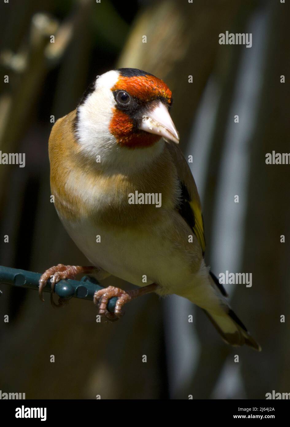 Carduelis Carduelis Banque D'Images