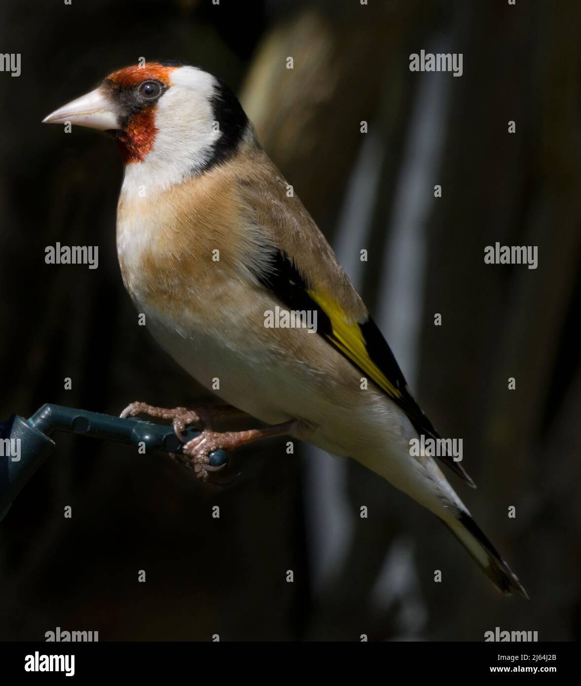 Carduelis Carduelis Banque D'Images